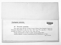 Puccinia graminis image